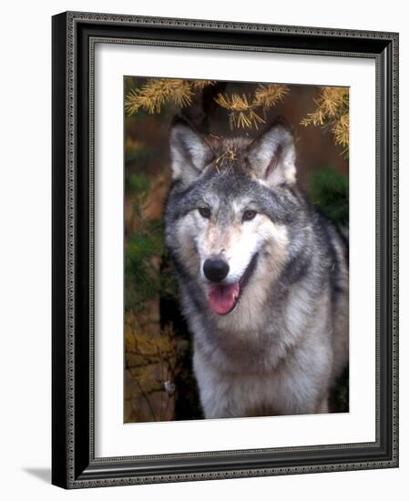 Gray Wolf under a Tree-John Alves-Framed Photographic Print