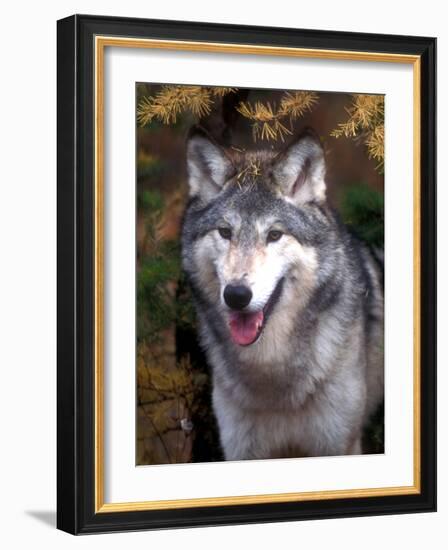 Gray Wolf under a Tree-John Alves-Framed Photographic Print