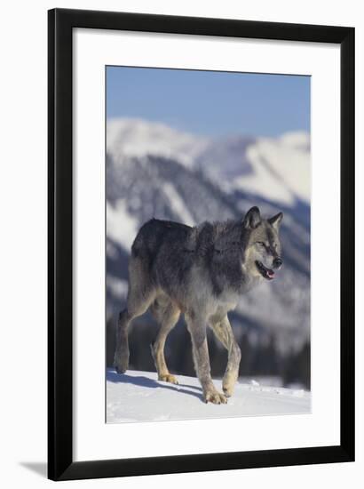 Gray Wolf Walking in Snow-DLILLC-Framed Photographic Print