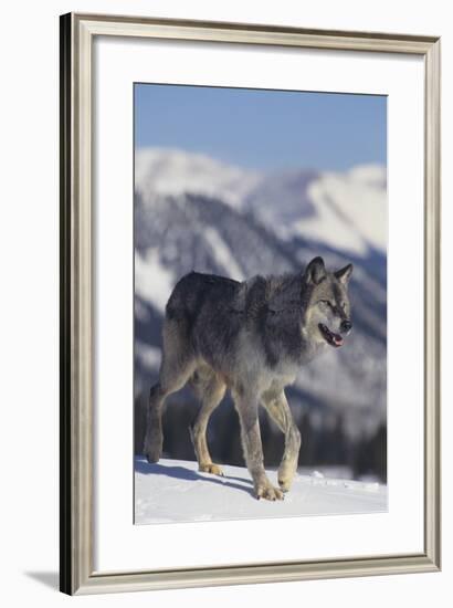 Gray Wolf Walking in Snow-DLILLC-Framed Photographic Print