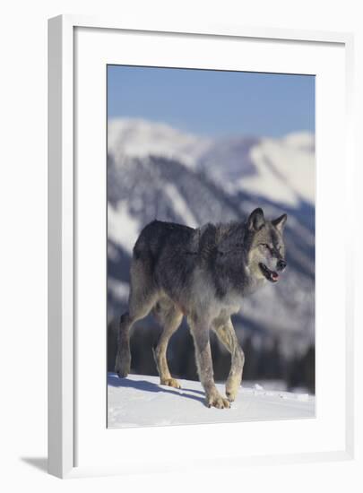 Gray Wolf Walking in Snow-DLILLC-Framed Photographic Print