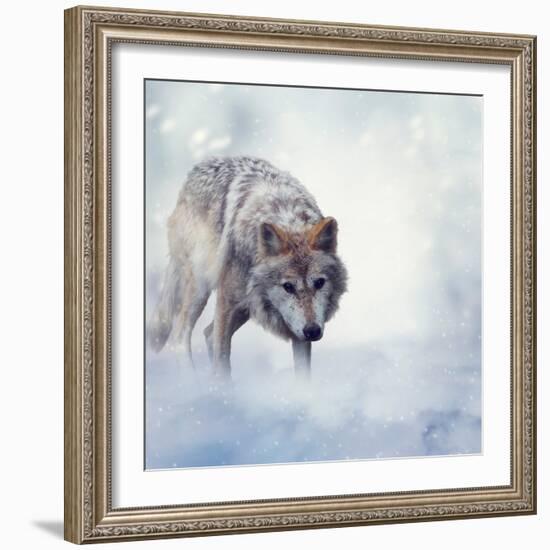 Gray Wolf Walking on the Snow-Svetlana Foote-Framed Photographic Print