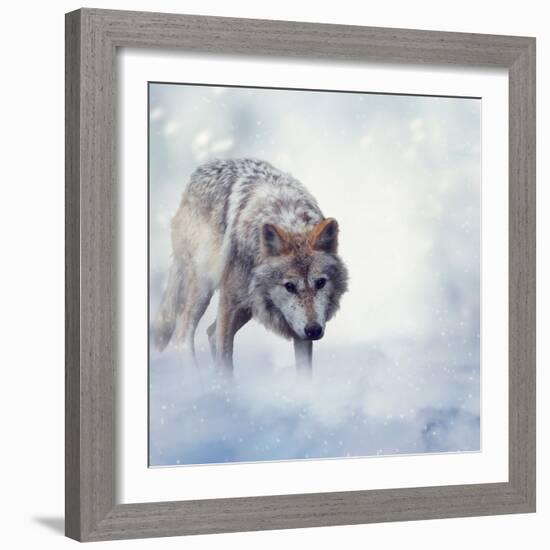 Gray Wolf Walking on the Snow-Svetlana Foote-Framed Photographic Print