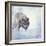 Gray Wolf Walking on the Snow-Svetlana Foote-Framed Photographic Print