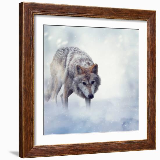 Gray Wolf Walking on the Snow-Svetlana Foote-Framed Photographic Print