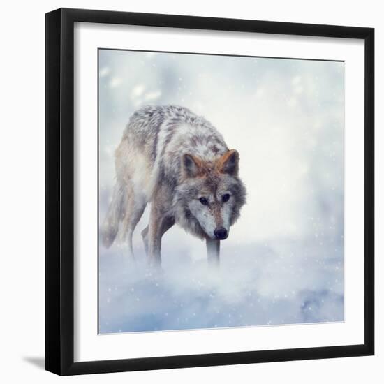 Gray Wolf Walking on the Snow-Svetlana Foote-Framed Photographic Print