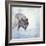 Gray Wolf Walking on the Snow-Svetlana Foote-Framed Photographic Print