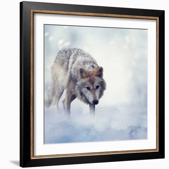 Gray Wolf Walking on the Snow-Svetlana Foote-Framed Photographic Print