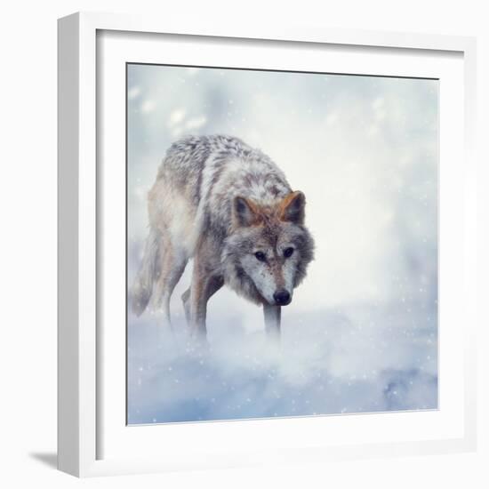 Gray Wolf Walking on the Snow-Svetlana Foote-Framed Photographic Print