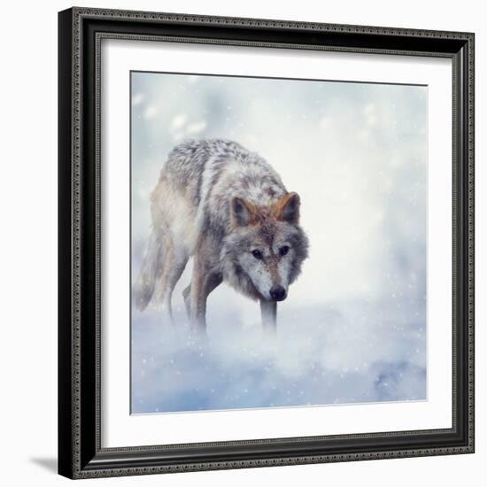 Gray Wolf Walking on the Snow-Svetlana Foote-Framed Photographic Print