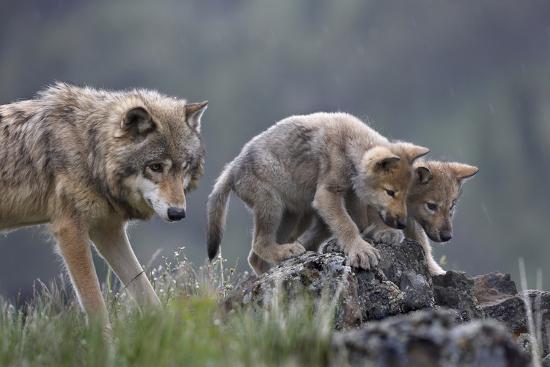 Gray Wolf with Pups as it Starts to Snow, Montana Photographic Print by