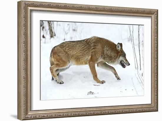 Gray Wolf-Kyslynskyy-Framed Photographic Print