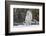 Gray Wolf-David Osborn-Framed Photographic Print