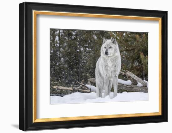 Gray Wolf-David Osborn-Framed Photographic Print