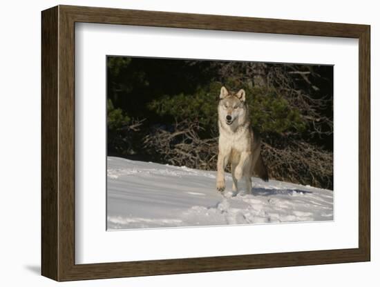 Gray Wolf-null-Framed Photographic Print