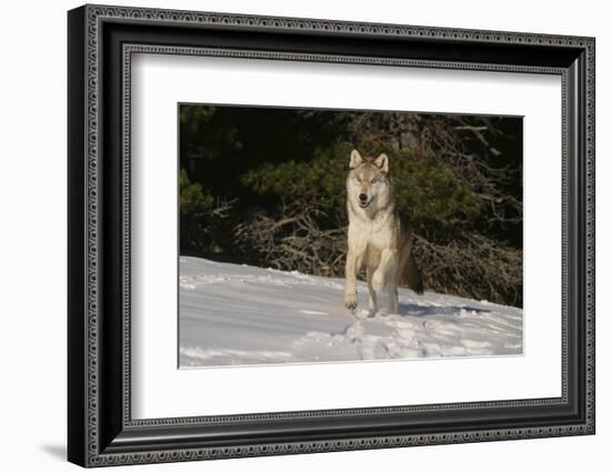 Gray Wolf-null-Framed Photographic Print