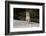 Gray Wolf-null-Framed Photographic Print