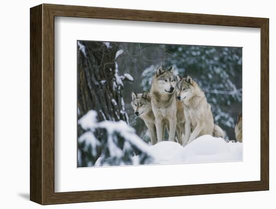 Gray Wolf-null-Framed Photographic Print