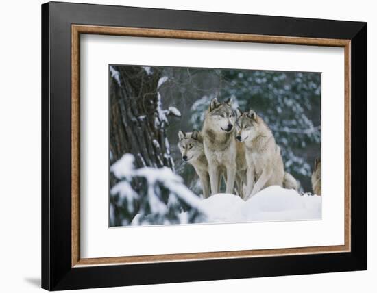 Gray Wolf-null-Framed Photographic Print