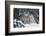 Gray Wolf-null-Framed Photographic Print