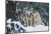 Gray Wolf-null-Mounted Photographic Print