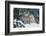 Gray Wolf-null-Framed Photographic Print