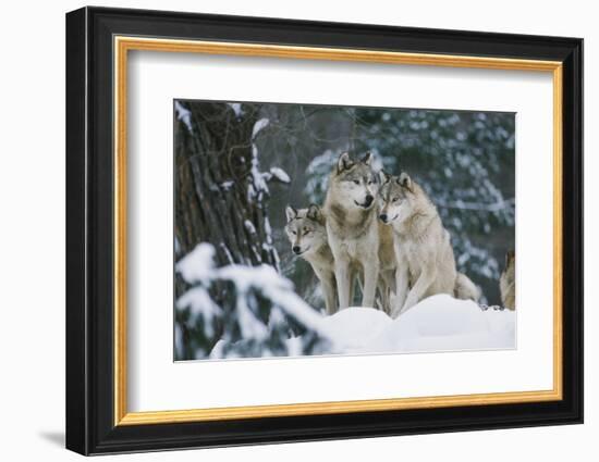 Gray Wolf-null-Framed Photographic Print