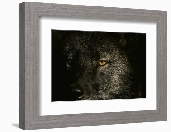 Gray Wolf-null-Framed Photographic Print