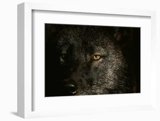 Gray Wolf-null-Framed Photographic Print