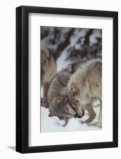 Gray Wolves Greeting One Another-DLILLC-Framed Photographic Print