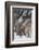 Gray Wolves Greeting One Another-DLILLC-Framed Photographic Print