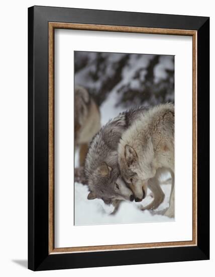 Gray Wolves Greeting One Another-DLILLC-Framed Photographic Print