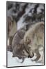 Gray Wolves Greeting One Another-DLILLC-Mounted Photographic Print