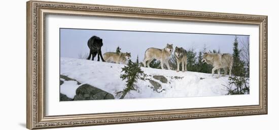 Gray Wolves in a Forest, Massey, Ontario, Canada-null-Framed Photographic Print
