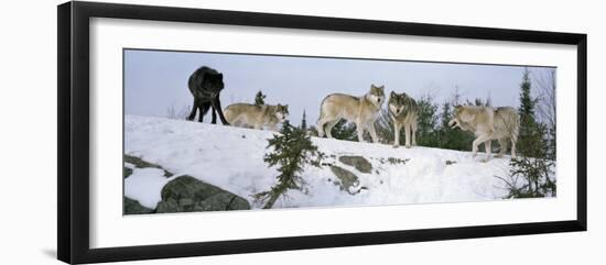 Gray Wolves in a Forest, Massey, Ontario, Canada-null-Framed Photographic Print