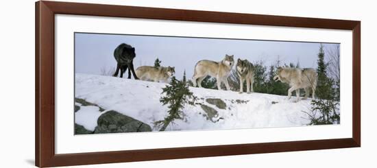 Gray Wolves in a Forest, Massey, Ontario, Canada-null-Framed Photographic Print