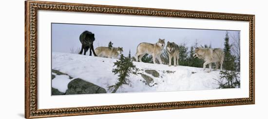 Gray Wolves in a Forest, Massey, Ontario, Canada-null-Framed Photographic Print