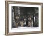 Gray Wolves in Forest-DLILLC-Framed Photographic Print