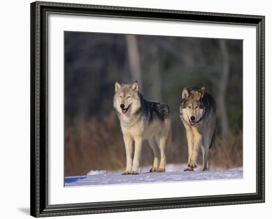 Gray Wolves in Snow-DLILLC-Framed Photographic Print