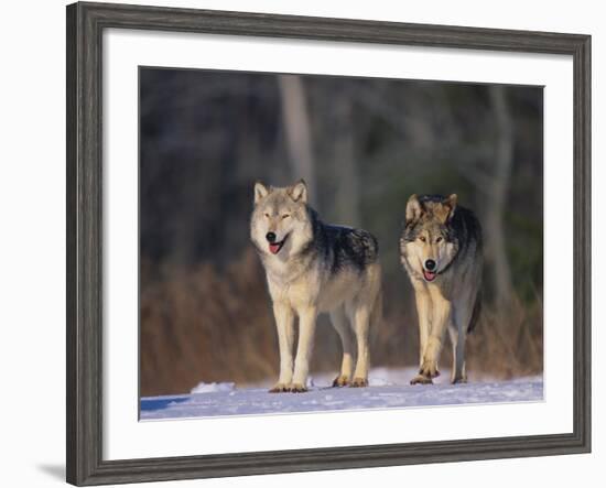 Gray Wolves in Snow-DLILLC-Framed Photographic Print