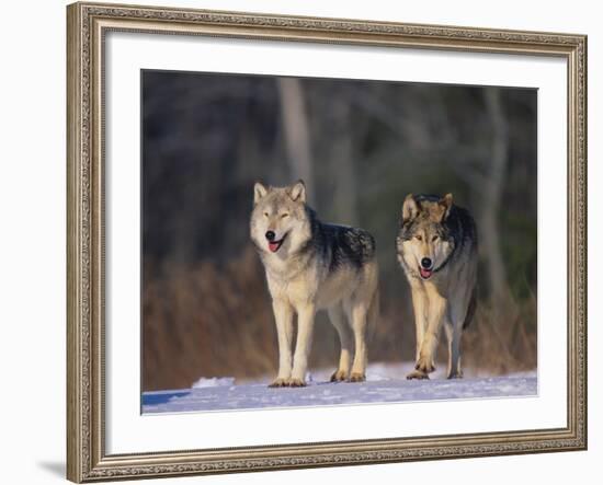 Gray Wolves in Snow-DLILLC-Framed Photographic Print