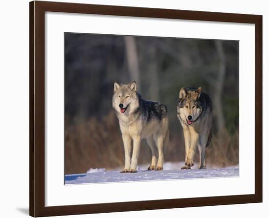 Gray Wolves in Snow-DLILLC-Framed Photographic Print