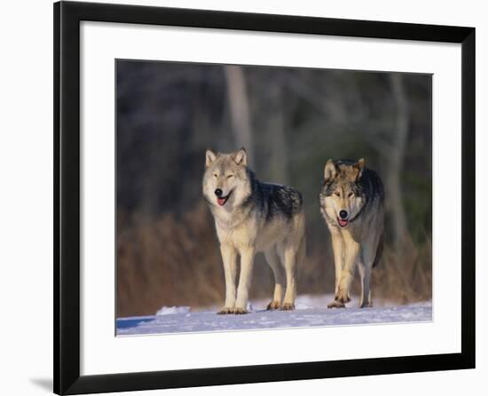 Gray Wolves in Snow-DLILLC-Framed Photographic Print