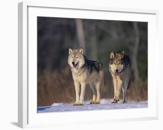 Gray Wolves in Snow-DLILLC-Framed Photographic Print