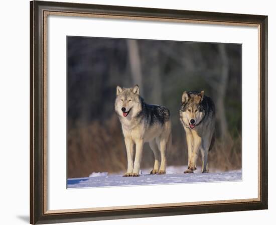 Gray Wolves in Snow-DLILLC-Framed Photographic Print