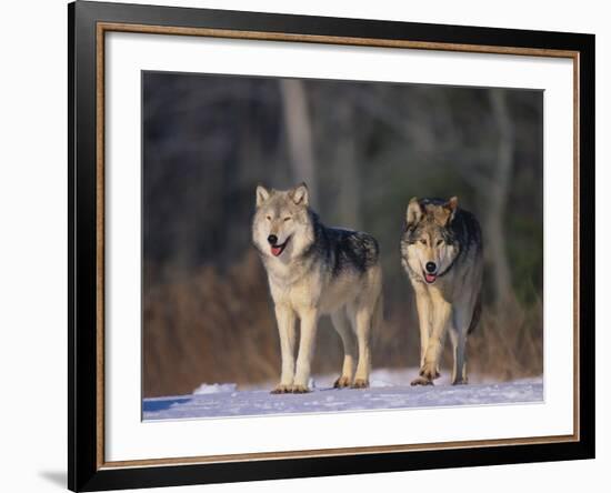 Gray Wolves in Snow-DLILLC-Framed Photographic Print