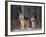 Gray Wolves in Snow-DLILLC-Framed Photographic Print