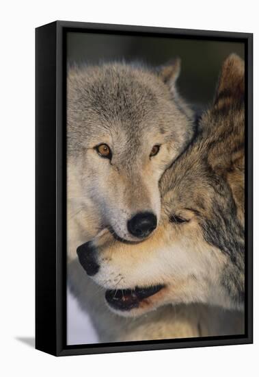 Gray Wolves Nuzzling-DLILLC-Framed Premier Image Canvas