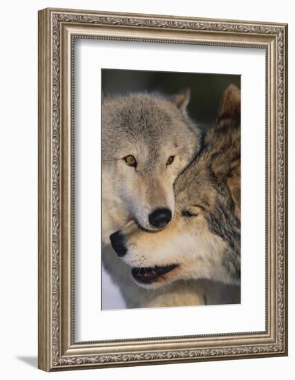 Gray Wolves Nuzzling-DLILLC-Framed Photographic Print