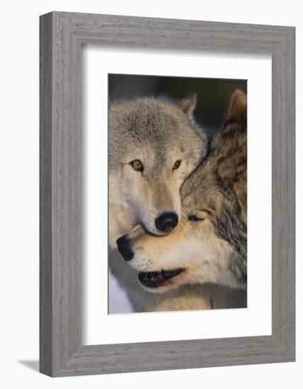 Gray Wolves Nuzzling-DLILLC-Framed Photographic Print